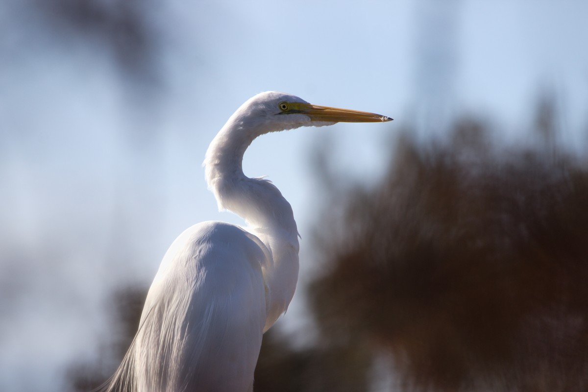 Большая белая цапля - ML646358403