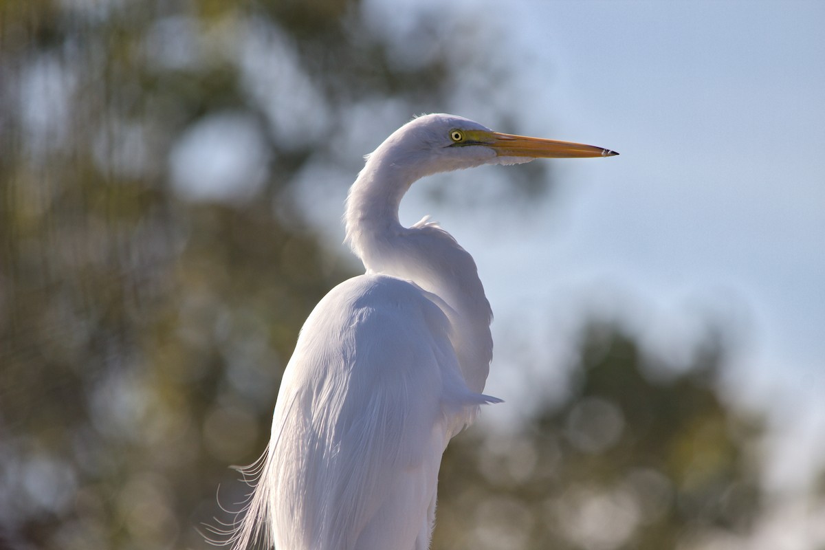 Большая белая цапля - ML646358404