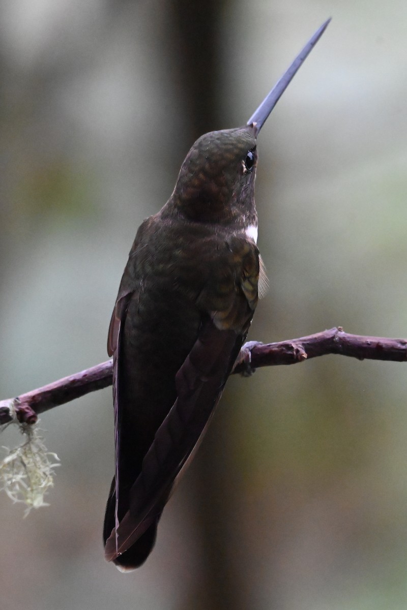 Коричневый инка - ML646358405