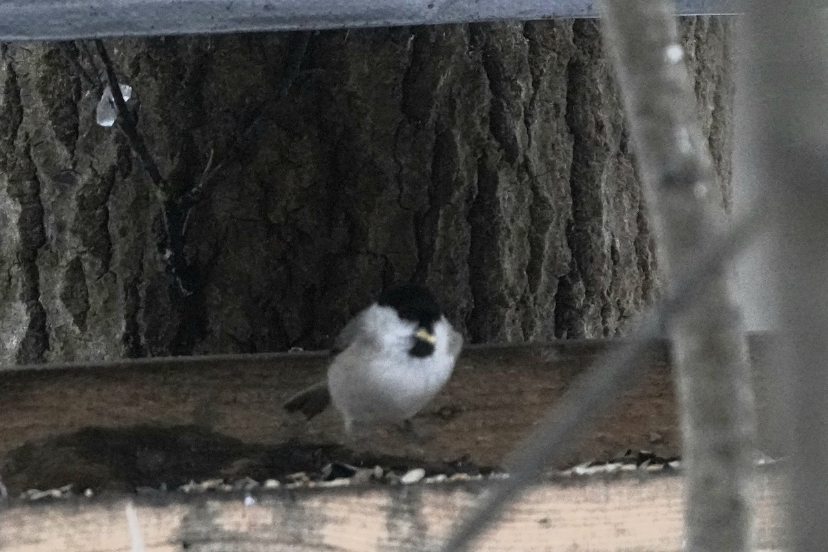 Черноголовая гаичка - ML646358406