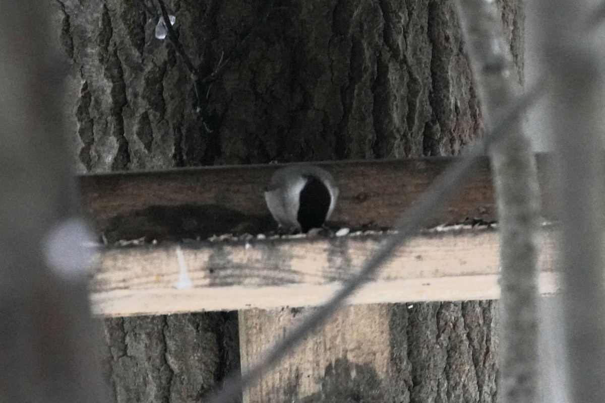 Черноголовая гаичка - ML646358407