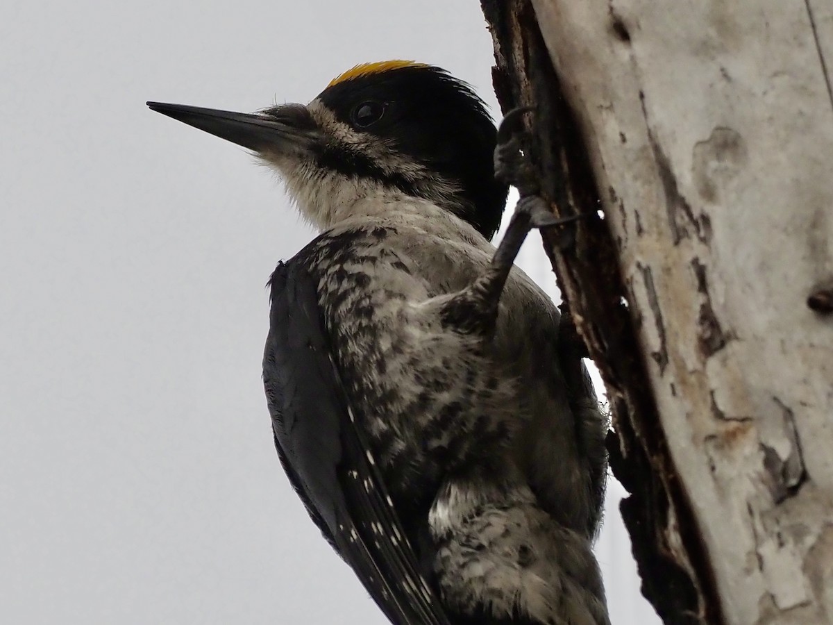 Черноспинный трёхпалый дятел - ML646358408