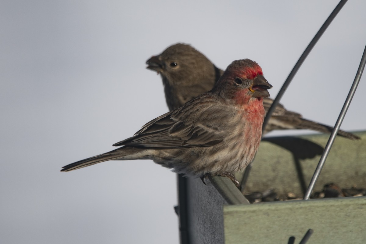 Мексиканская чечевица - ML646358409