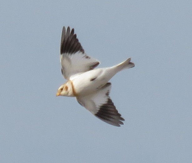 Пуночка - ML646358411