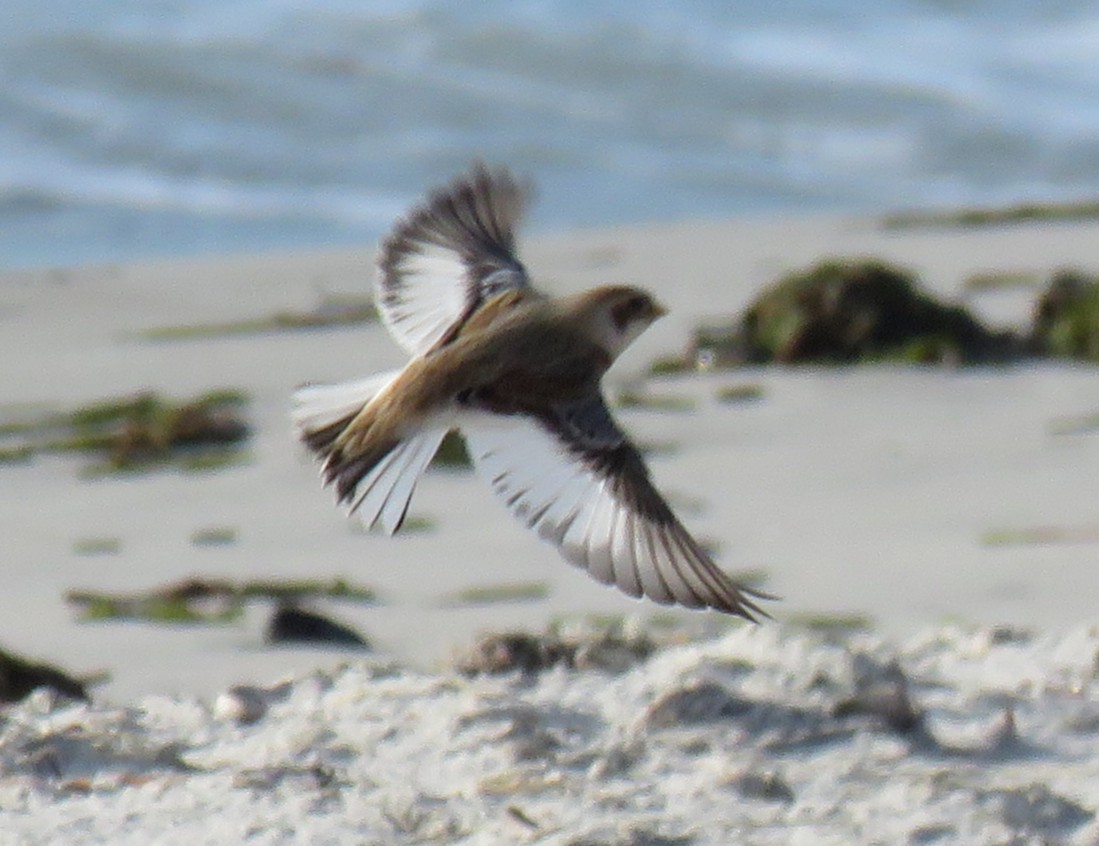 Пуночка - ML646358412