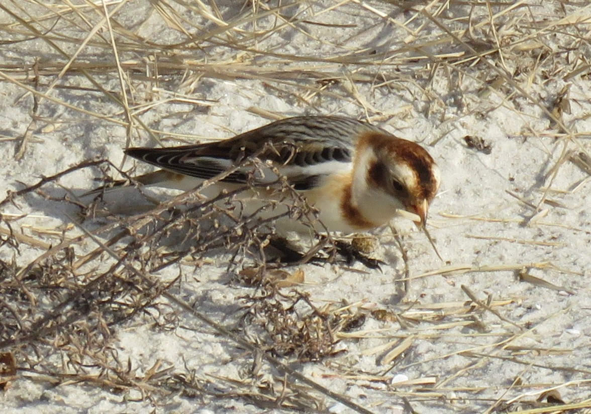 Пуночка - ML646358413