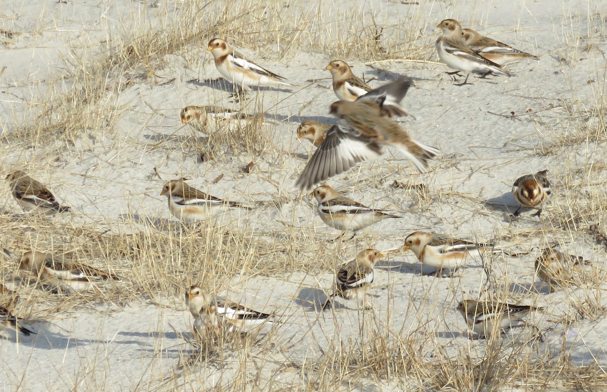 Пуночка - ML646358414