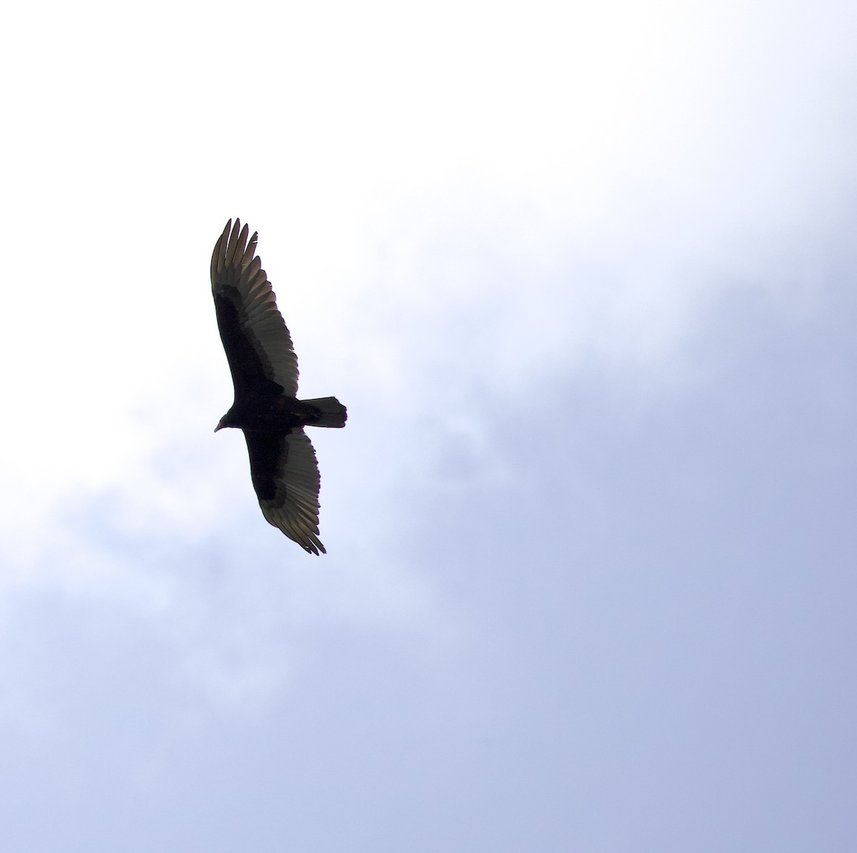 Катарта-индейка - ML646358415