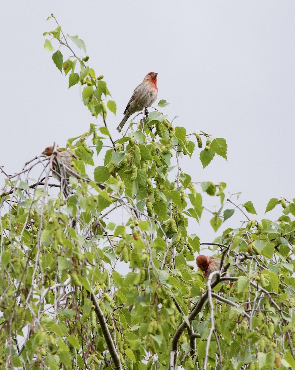 Мексиканская чечевица - ML646358416