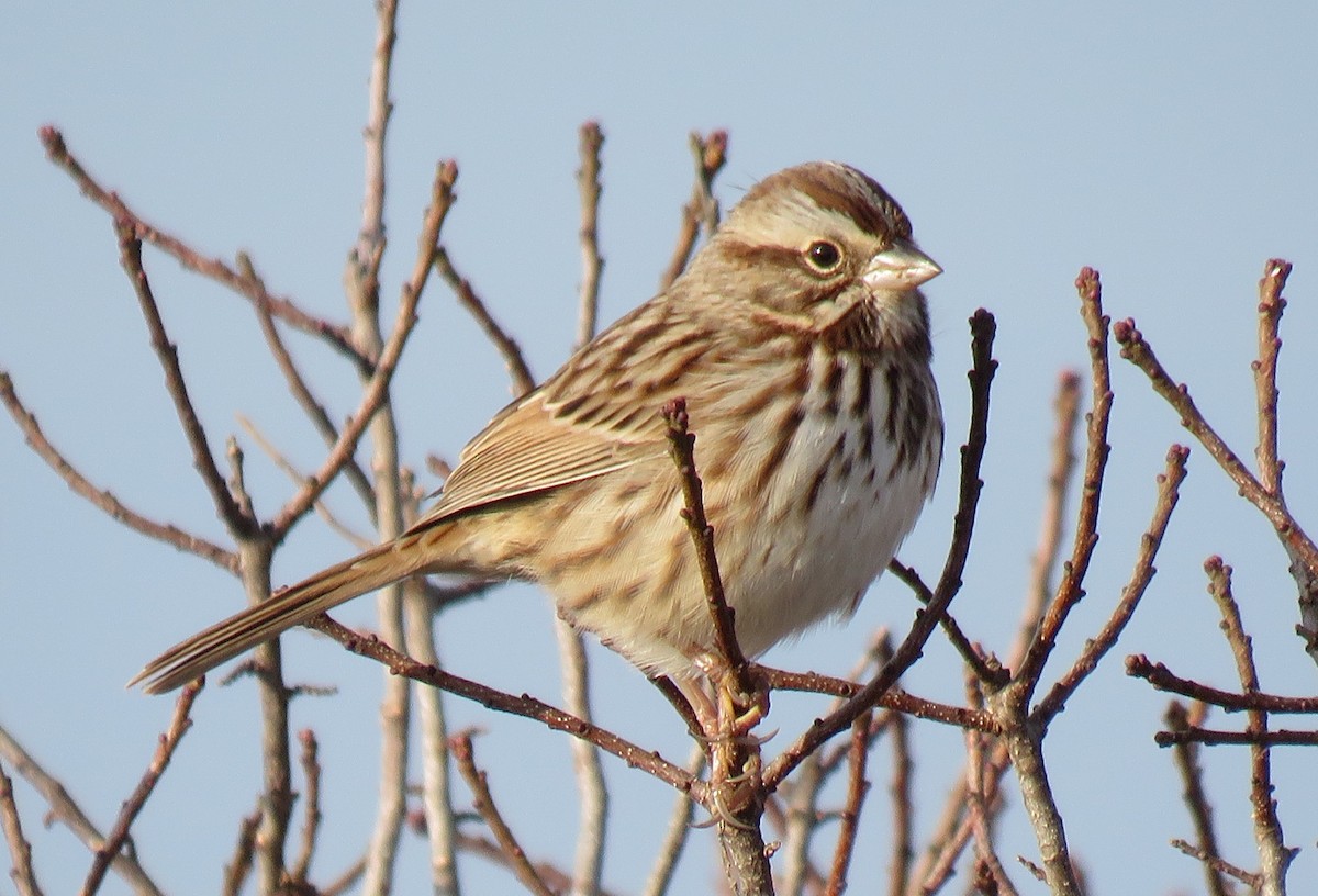 Певчая овсянка - ML646358417