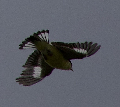 Мексиканский чиж - ML646358418