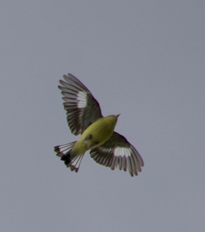 Мексиканский чиж - ML646358419