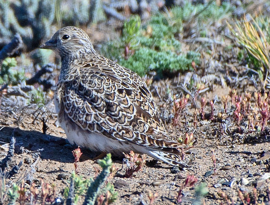 Малый зобатый бегунок - ML646358420