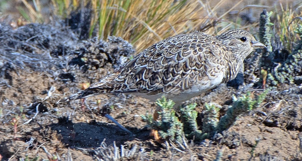 Малый зобатый бегунок - ML646358421