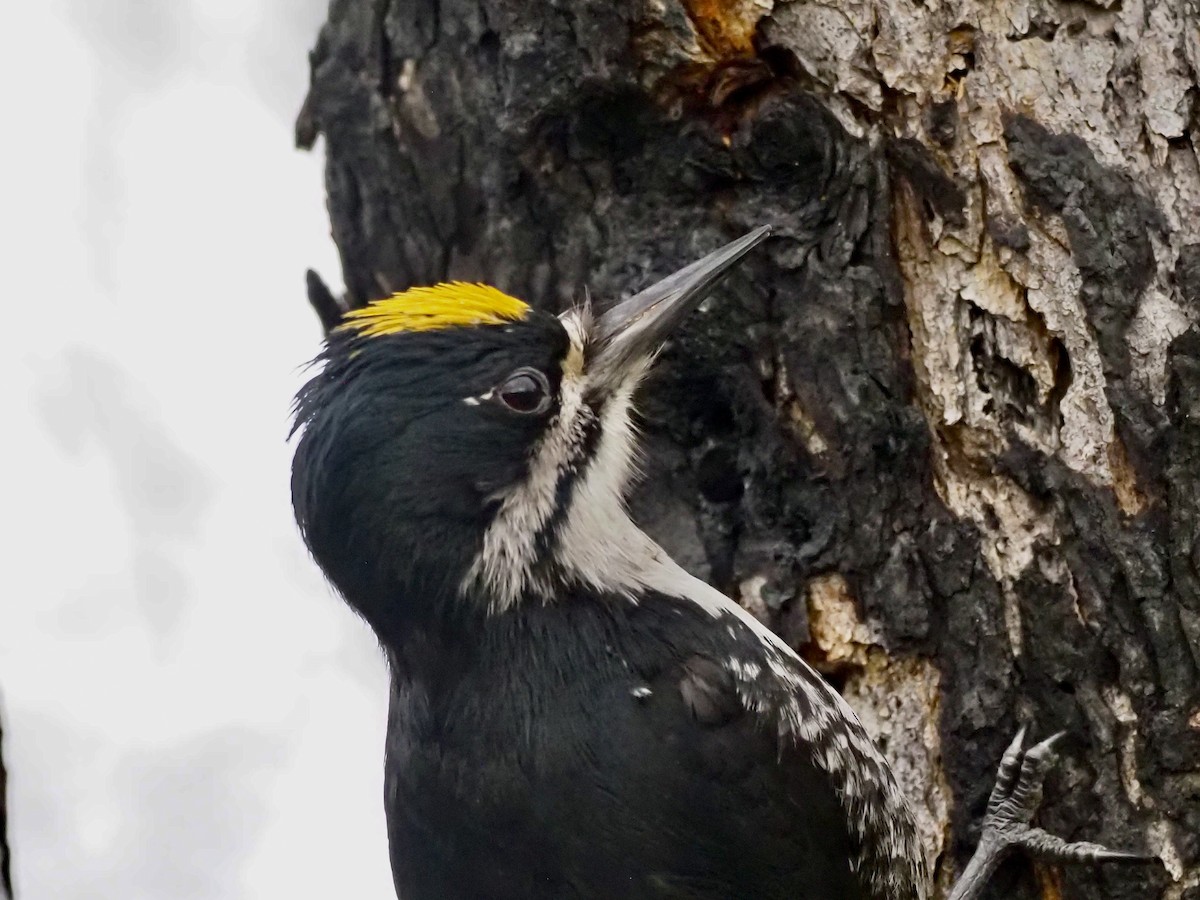 Black-backed Woodpecker - ML646358422