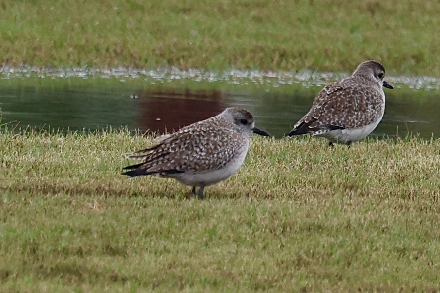 Chorlito Gris - ML646358426