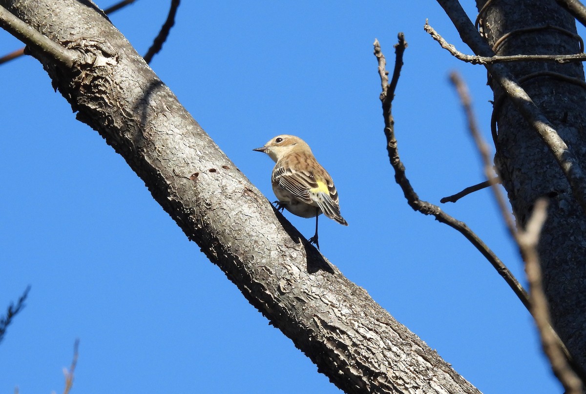 lesňáček žlutoskvrnný - ML646358427