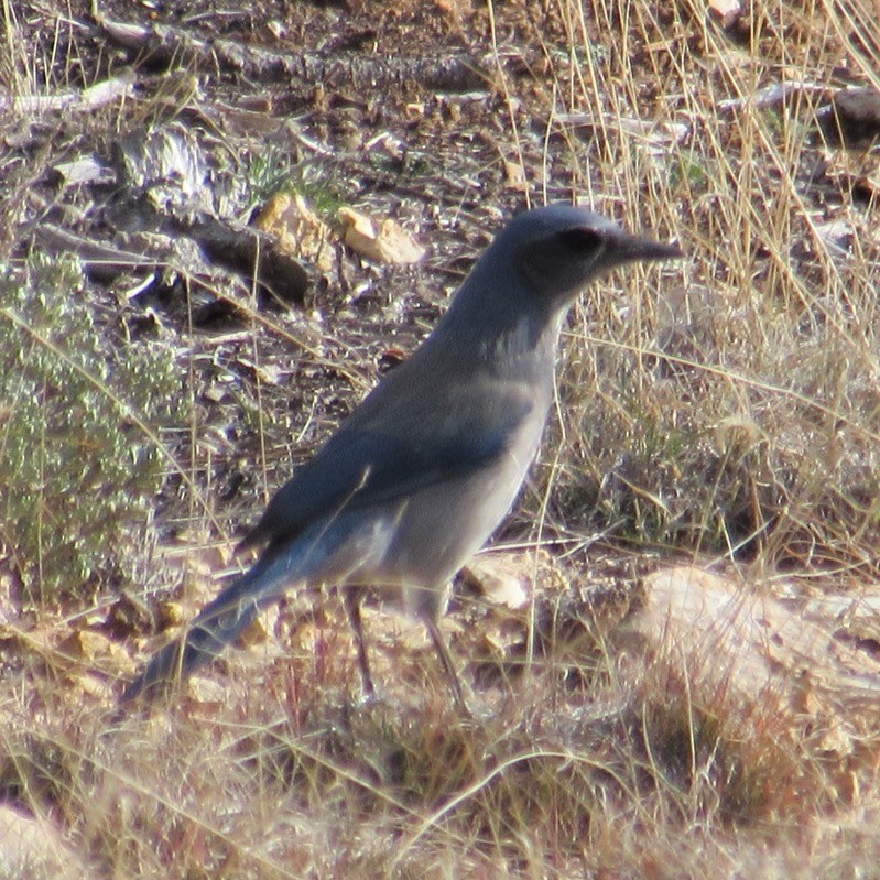 Woodhouse's Scrub-Jay - ML646358434