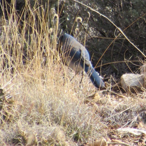 Woodhouse's Scrub-Jay - ML646358435