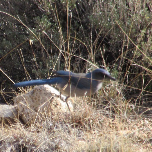 Woodhouse's Scrub-Jay - ML646358436