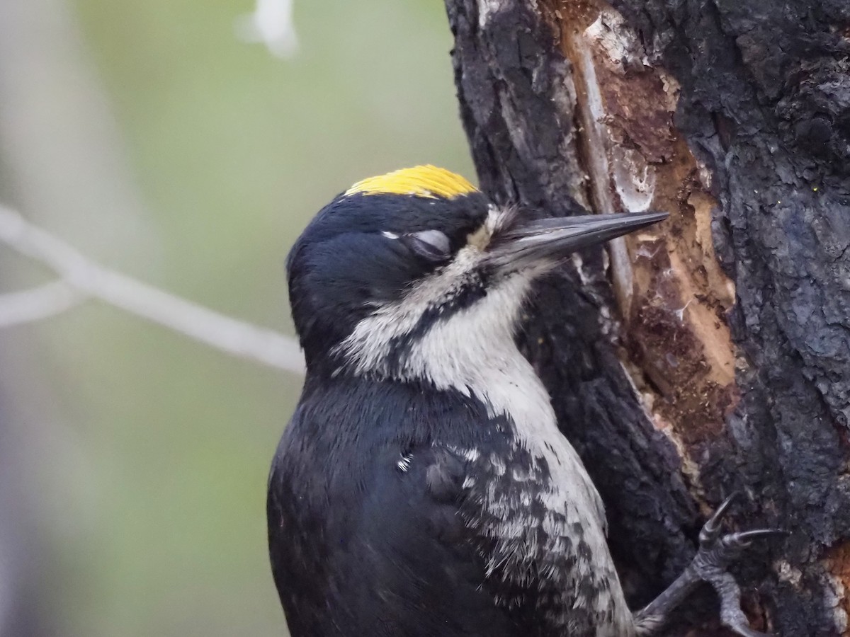 Black-backed Woodpecker - ML646358442