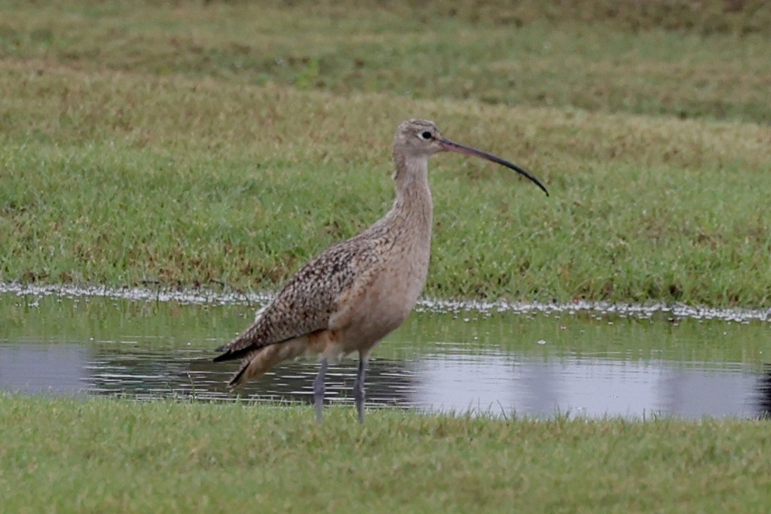 Long-billed Curlew - ML646358443