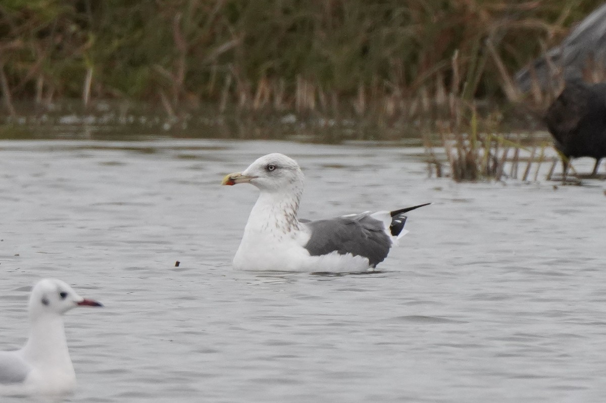 Lesser Black-backed Gull - ML646358452