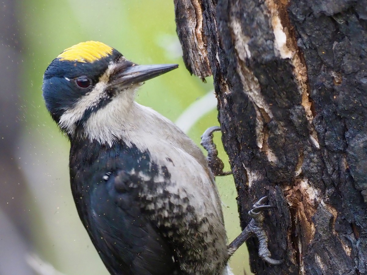 Black-backed Woodpecker - ML646358454