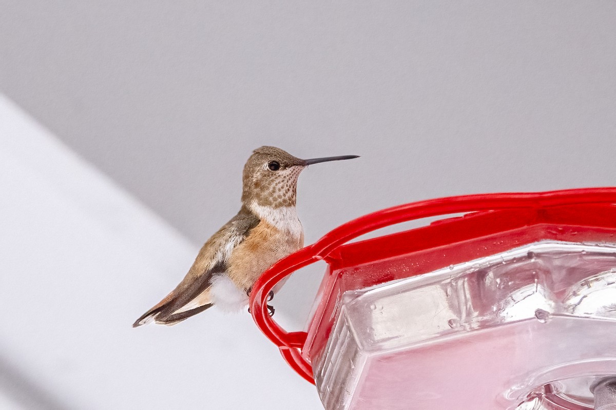 Rufous Hummingbird - ML646358464