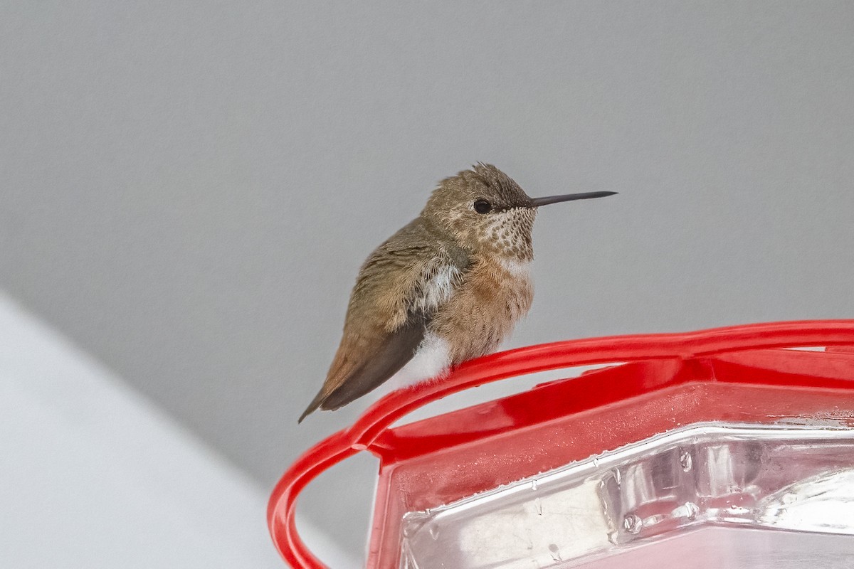 Rufous Hummingbird - ML646358465