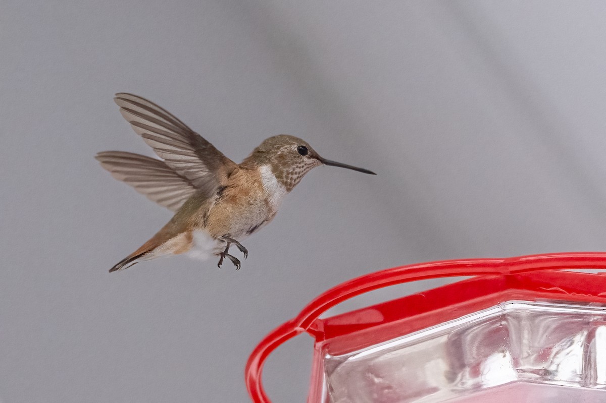 Rufous Hummingbird - ML646358466