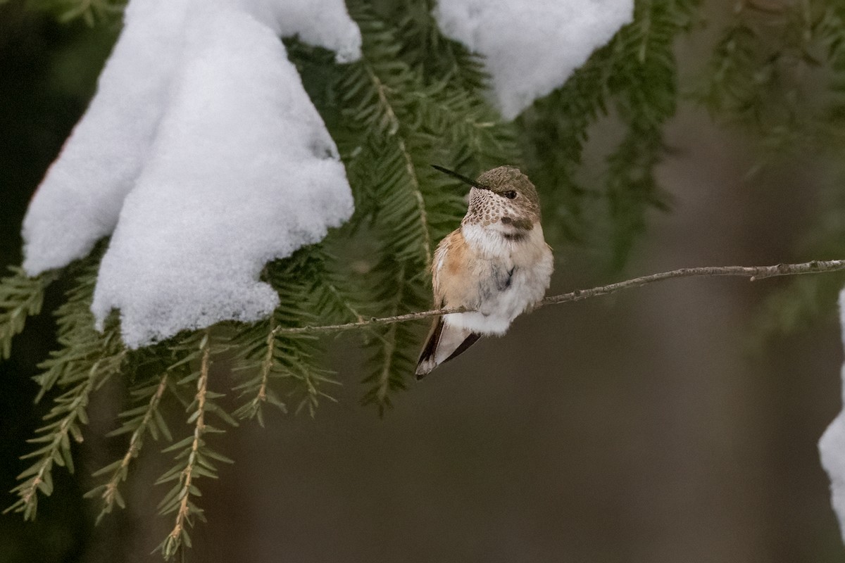 Rufous Hummingbird - ML646358468
