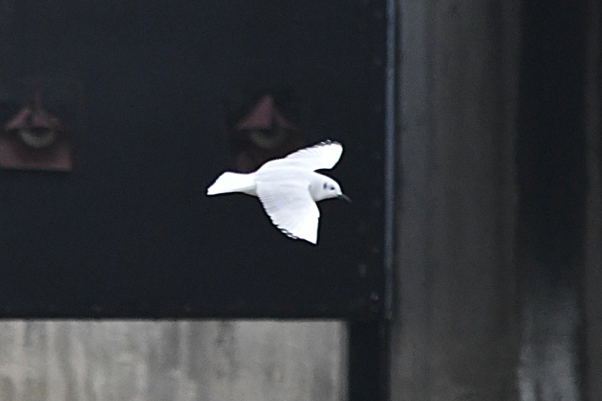 Bonaparte's Gull - ML646358469