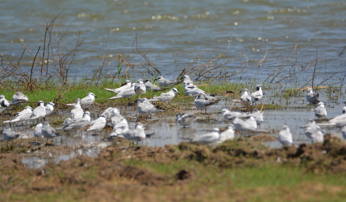 黑腹燕鷗 - ML646358470