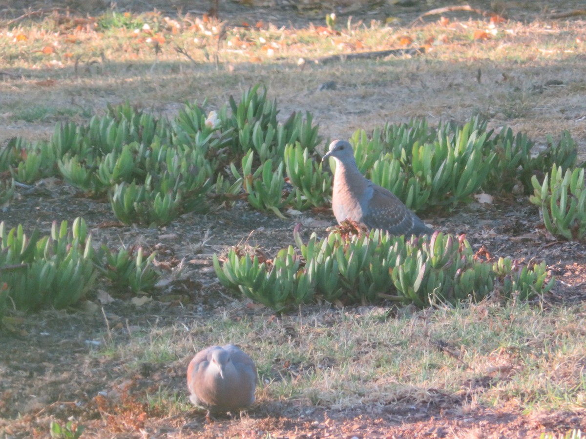 Speckled Pigeon - ML646358471