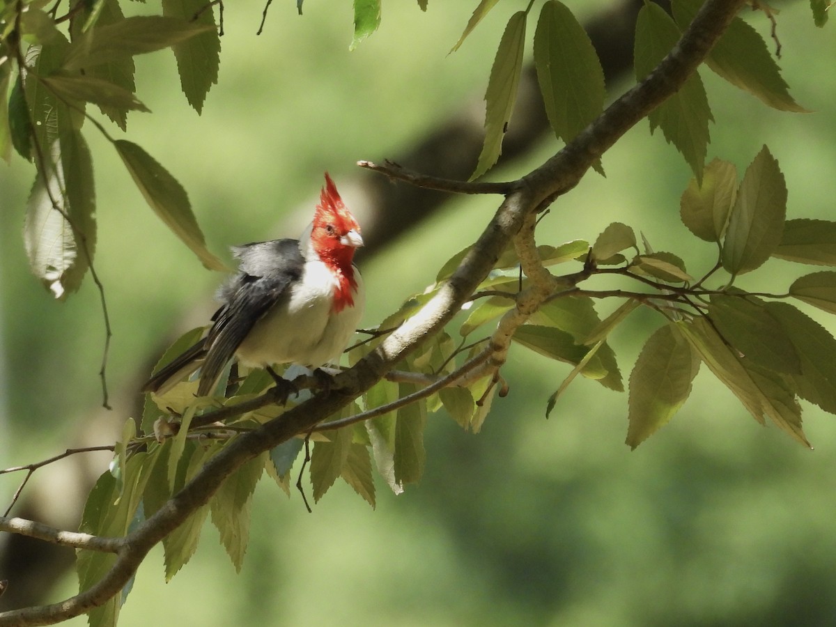Red-crested Cardinal - ML646358472