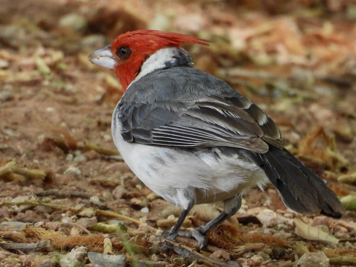 Red-crested Cardinal - ML646358473