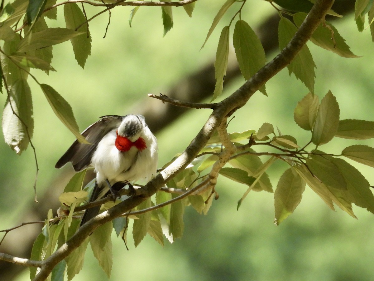 Red-crested Cardinal - ML646358474