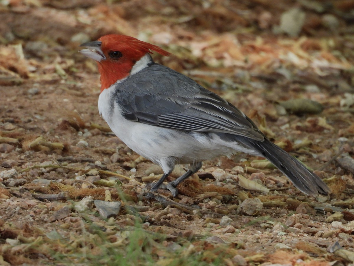 Red-crested Cardinal - ML646358475