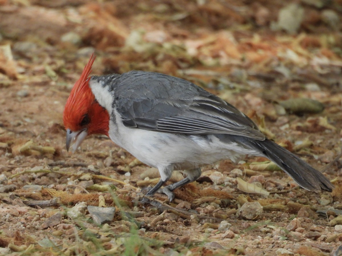 Red-crested Cardinal - ML646358476