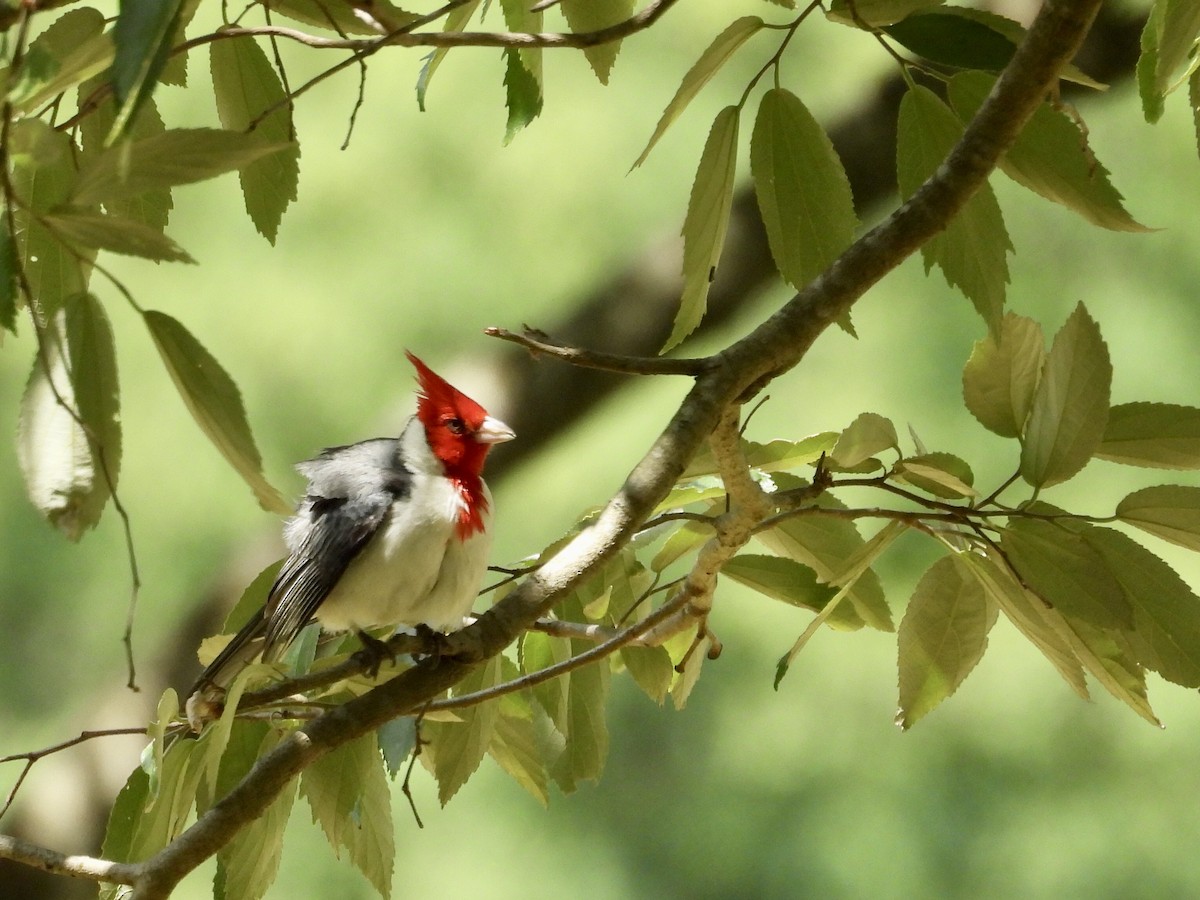 Red-crested Cardinal - ML646358480