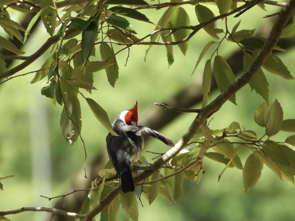 Red-crested Cardinal - ML646358482