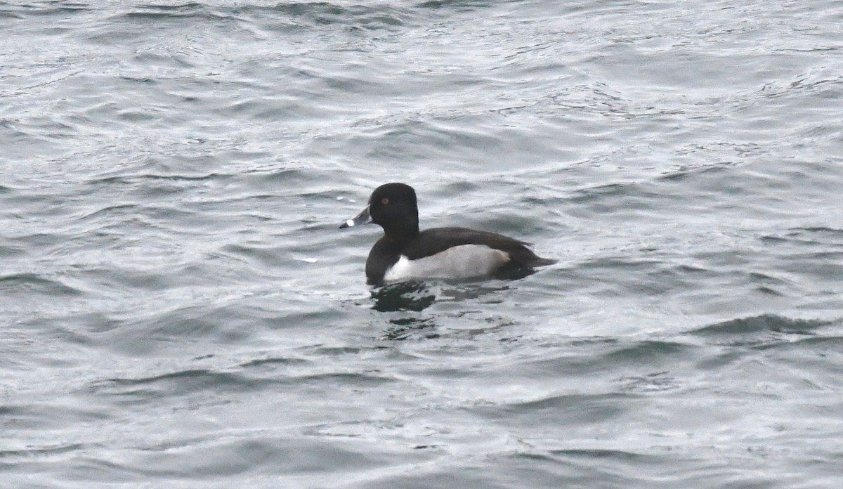 Ring-necked Duck - ML646358484