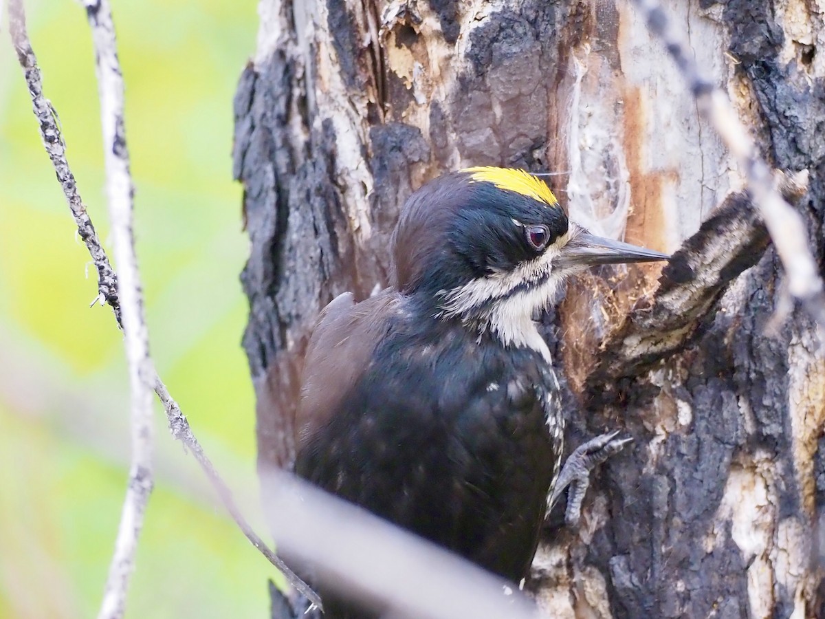 Black-backed Woodpecker - ML646358485