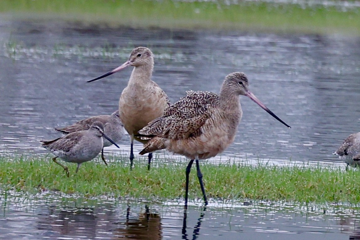 Marbled Godwit - ML646358493