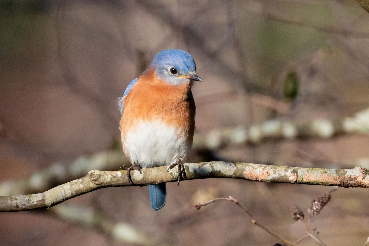 Eastern Bluebird - ML646358494