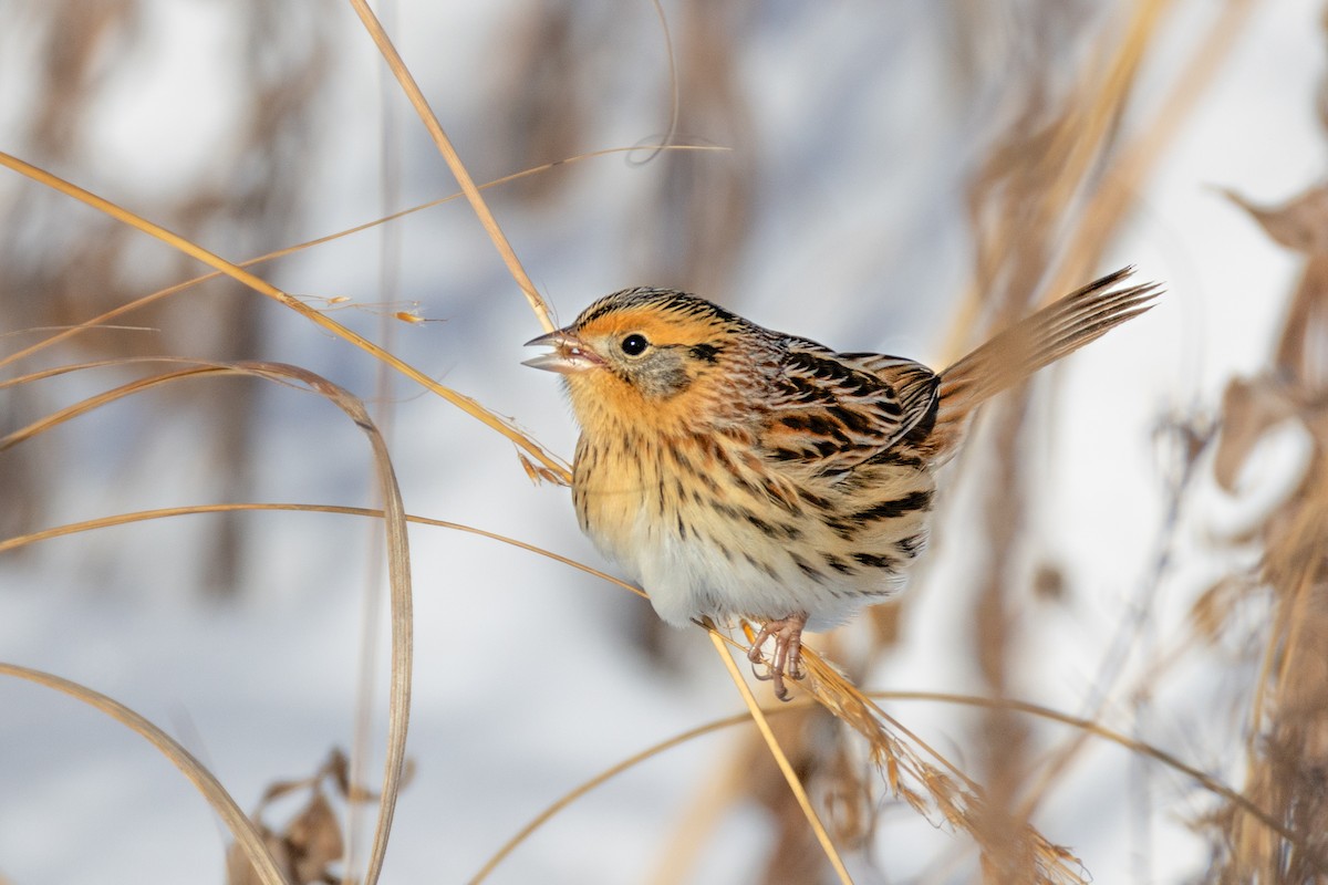 LeConte's Sparrow - ML646358495