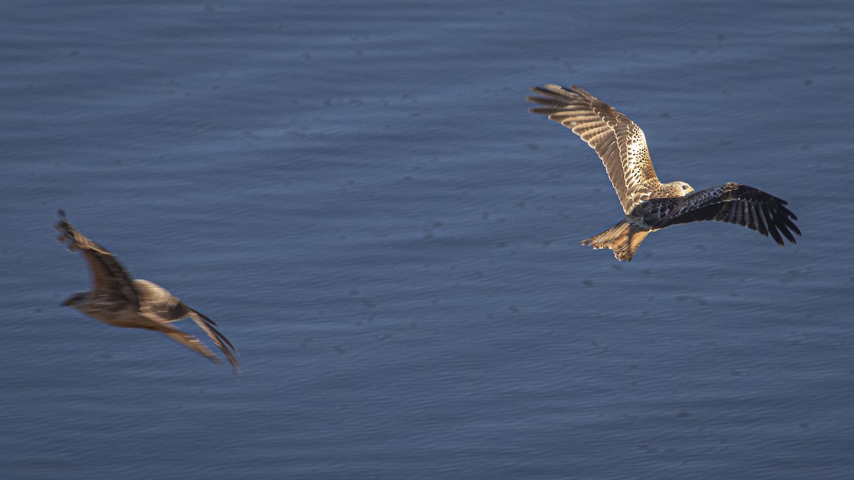 Red Kite - ML646358496