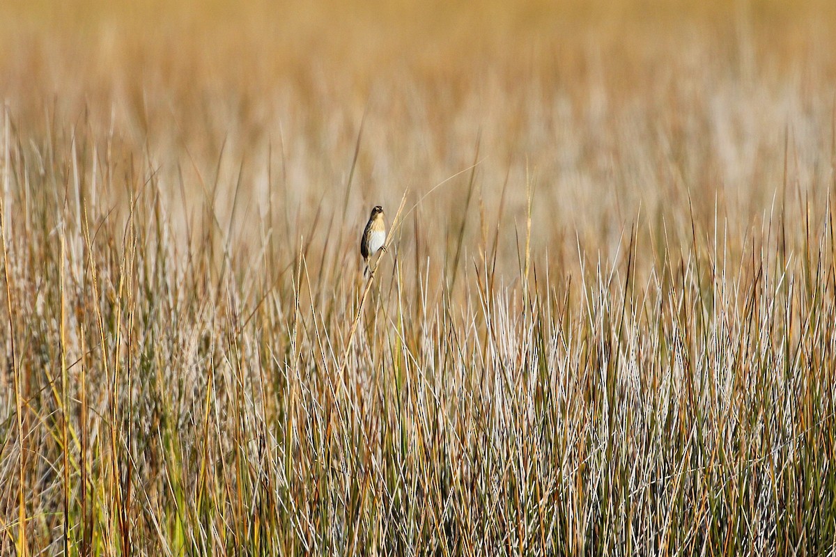 Chingolo de Nelson - ML646358497