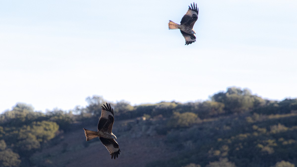 Red Kite - ML646358498